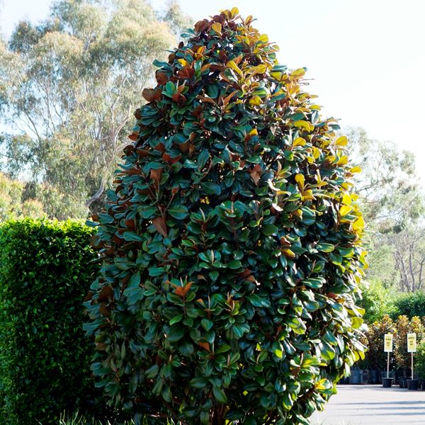 Magnolia grandiflora 'Teddy Bear'™ pbr - Warners Nurseries